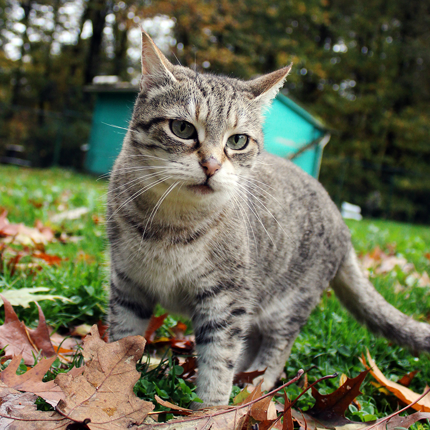 Minette