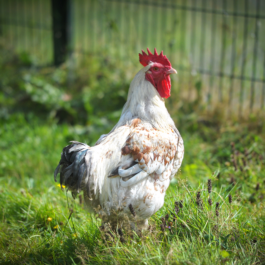 Coq