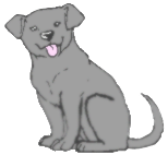 Nos chiens